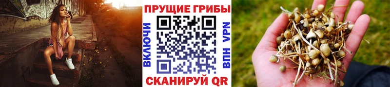 Галлюциногенные грибы Psilocybine cubensis  купить наркотики цена  Фёдоровский 